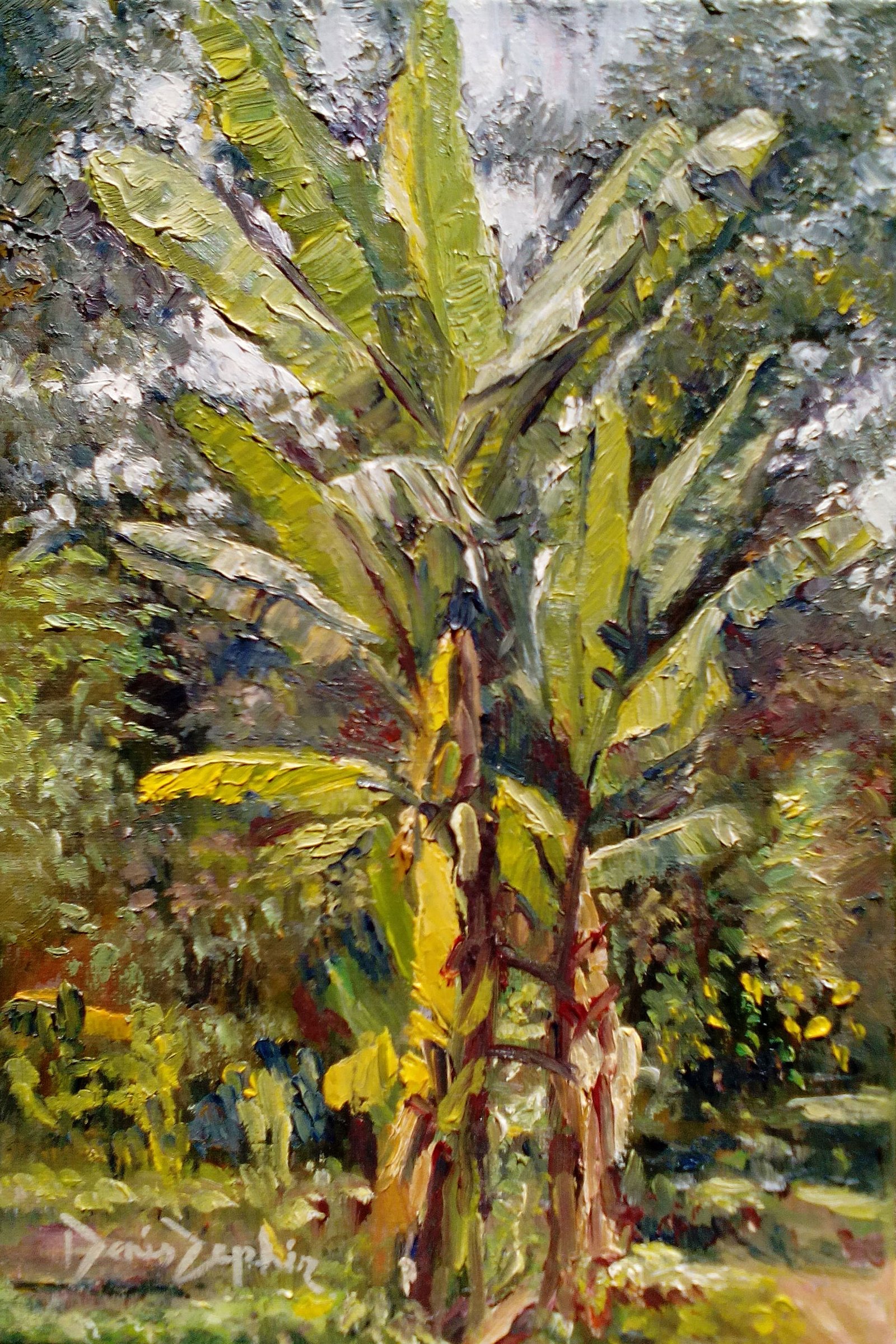 Wild Banana tree